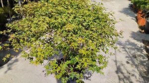 Клён PALMATUM DISSECTUM VIRDIS, CLT 25, 1/2 STD