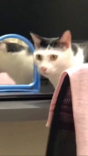 Наш TG https://t.me/liveofcats