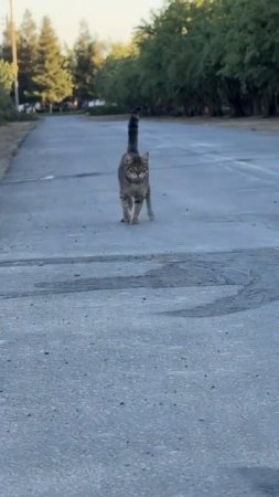 Котовое. Врываемся в новый день на позитиве