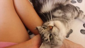 Урчунья Яра🥰
Мейн Кун