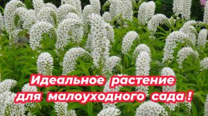 Многолетний цветок, которому не нужен уход. Цветы для  малоуходного сада
