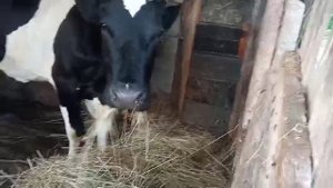 ДЕРЕВНЮ на ГОРОД не ПОМЕНЯЮ!Хроника дня.