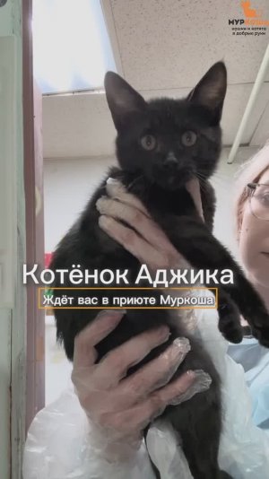 Аджика ждёт вас в приюте #Муркоша