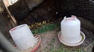Гуляем в поселке Манас,Сукулукский район.Я отдыхаю в Бишкеке.Чем я занимаюсь там,жизнь в Кыргызстане