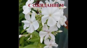 С добрым чудесным утром! С ожиданием бесконечной чарующей благодати!