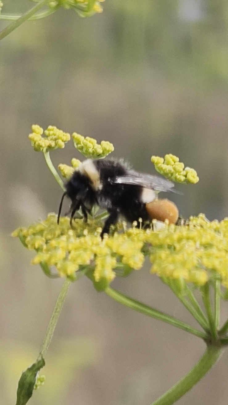 Мохнатый шмель 🐝 смотреть онлайн