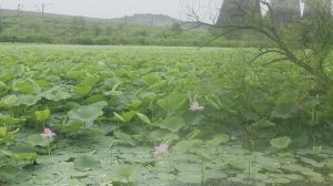 Владивосток🇷🇺🌊⚓️Лотосы цветут.🪷🪷🪷