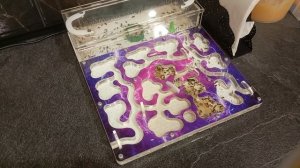 мои муравьи в режиме таймлапс