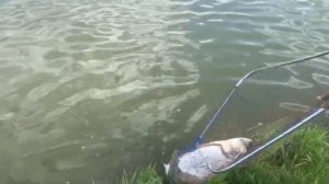 поимка толстолоба на 11.2 кг в малом водоёме