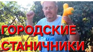 620 Городские Станичники. Собираем урожай.С ним всё плохо.