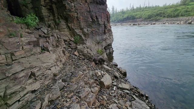 Экспедиция за хариусом 12.07.2025 г.Норильск река Дудинка. Трофейный хариус.