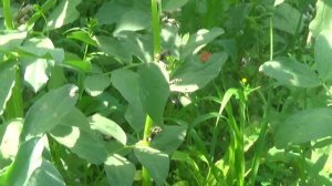 Кусты черных бобов после града      ПОДПИШИСЬ
