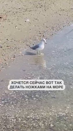 Хочется вот так вот ножками на море