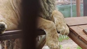 Вот вам лапы, вот живот. А теперь на вас я посмотрю 17.07.2025 Видео от Ивана