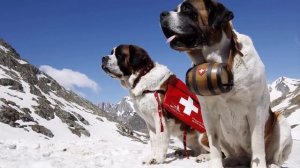 памятники собакам