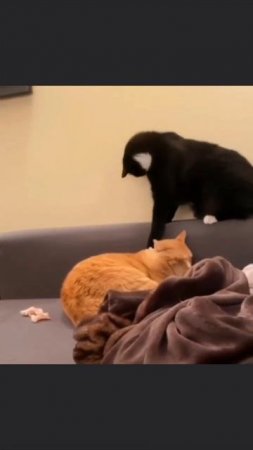 Когда не решил, что будешь делать