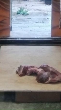 Шерхан очень опасается входить в домик за мясом  15 07 2025 Видео от опрекуна Светланы