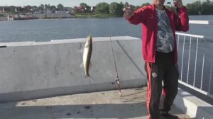 Времени было мало,но норму по судаку выполнили!