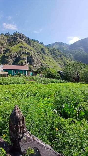 Земельный участок с. Чемал смотреть онлайн