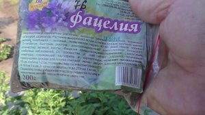 Сею фацелию после чеснока, 18 июля.