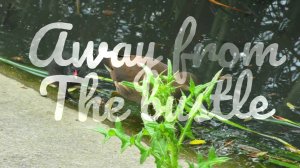 Away from the bustle