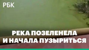 Река Гнилуша в Ростовской области покрылась зеленой пленкой и начала пузыриться