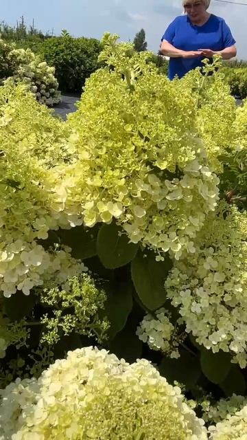 🌸 Низкорослая метельчатая гортензия Bobo 🌼