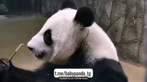 🐼 Бамбук — любовь всей жизни панды! 🎋