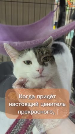 Синти ждёт вас в приюте #Муркоша
