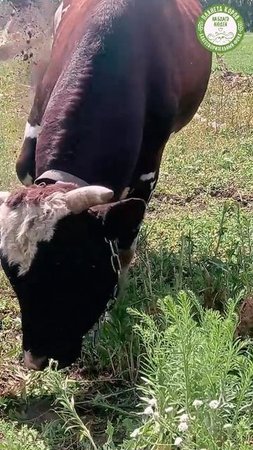 Коровы — настоящие фотомодели! 🐮✨