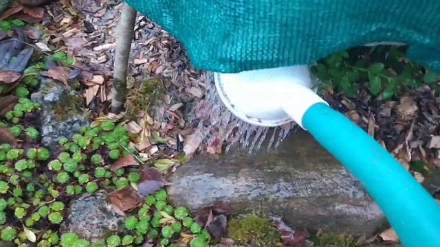 Надо ли укрывать на зиму самшит. смотреть онлайн