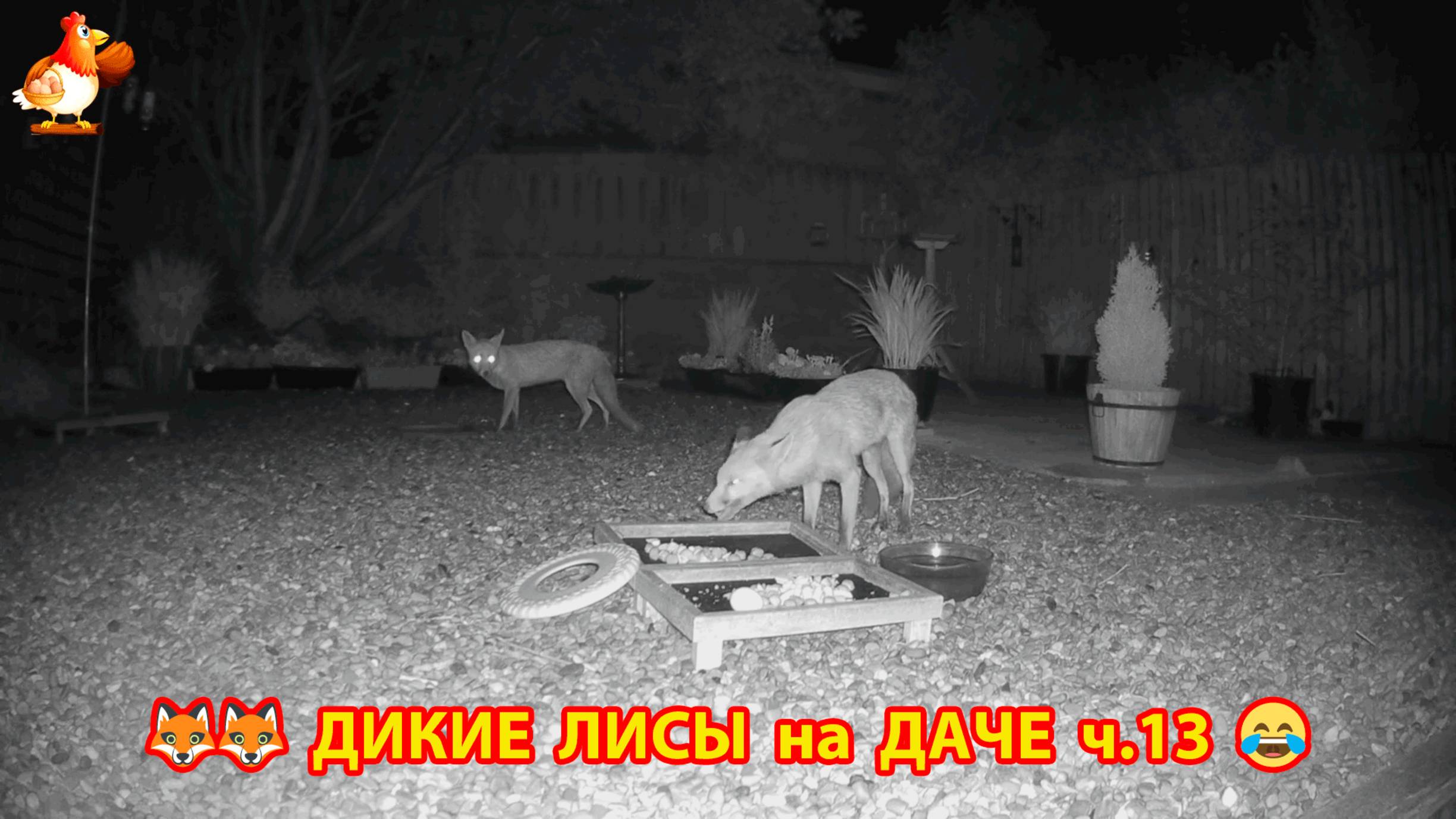 Дикие Лисы как дачные питомцы кушают яйца по ночам ч.13  🦊❣️😂