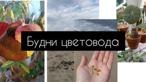 будни цветовода