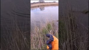 Рыбалка с Рогаткой на Змееголова #рекомендации#рыбалка#рыбалканарогатку#top#fishing