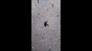 Труд сделал из обезьяны человека, а из муравья?