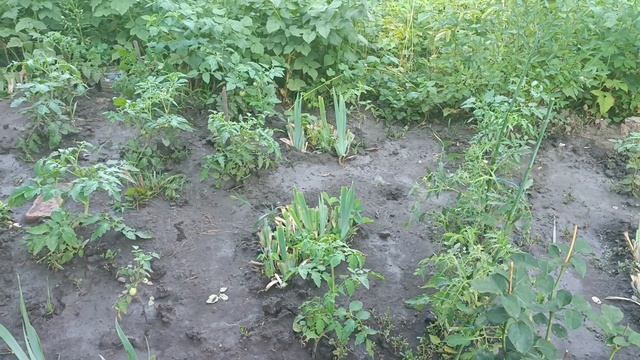 Пришли заказы для госпиталя. Огород требует ухода. Катюхина жизнь в ДНР.