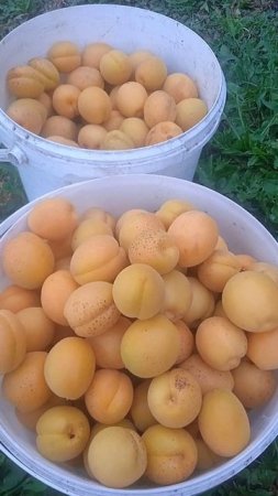 Абрикос выращенных из косточки