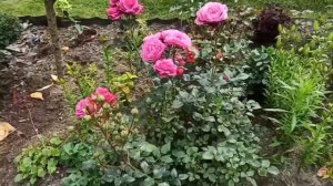 Розы в моём саду чем подкармливаю и обрабатываю 🤗🌹