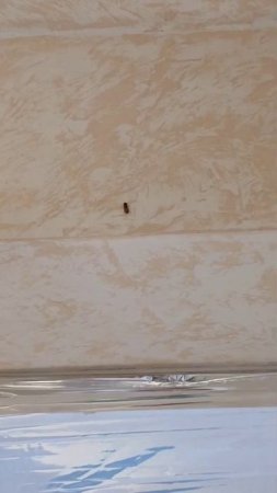 муха переодетая в шмеля или кого то другого🤣