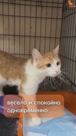 Дудочка ждёт вас в приюте #Муркоша