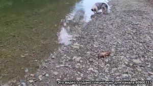 Прогулка с собаками_часть_006