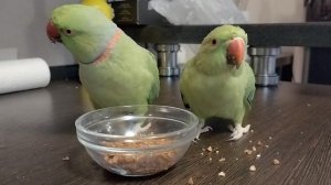 Ожереловые попугаи кушают гречку