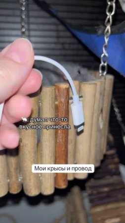 Крысы Дамбо