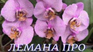 №1101/ СВЕЖИЕ орхидеи в ЛЕМАНА ПРО
