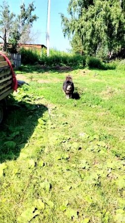 Стройка на ферме...продолжение 🏚️🔨