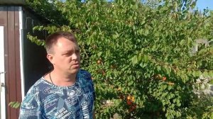 Абрикос в Алтайском крае