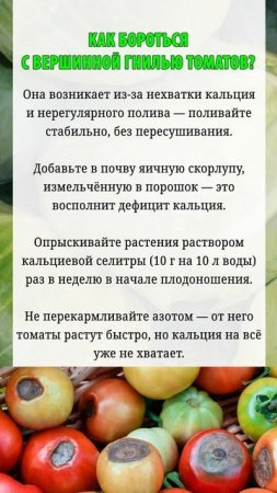 Как бороться с вершинной гнилью томатов