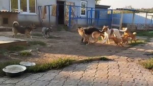 Собачки резвятся сами по себе