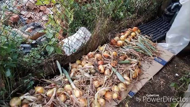 Продолжаю убирать лук / Баклажаны на зиму.