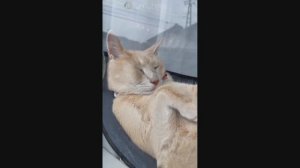 Смешные Коты #24